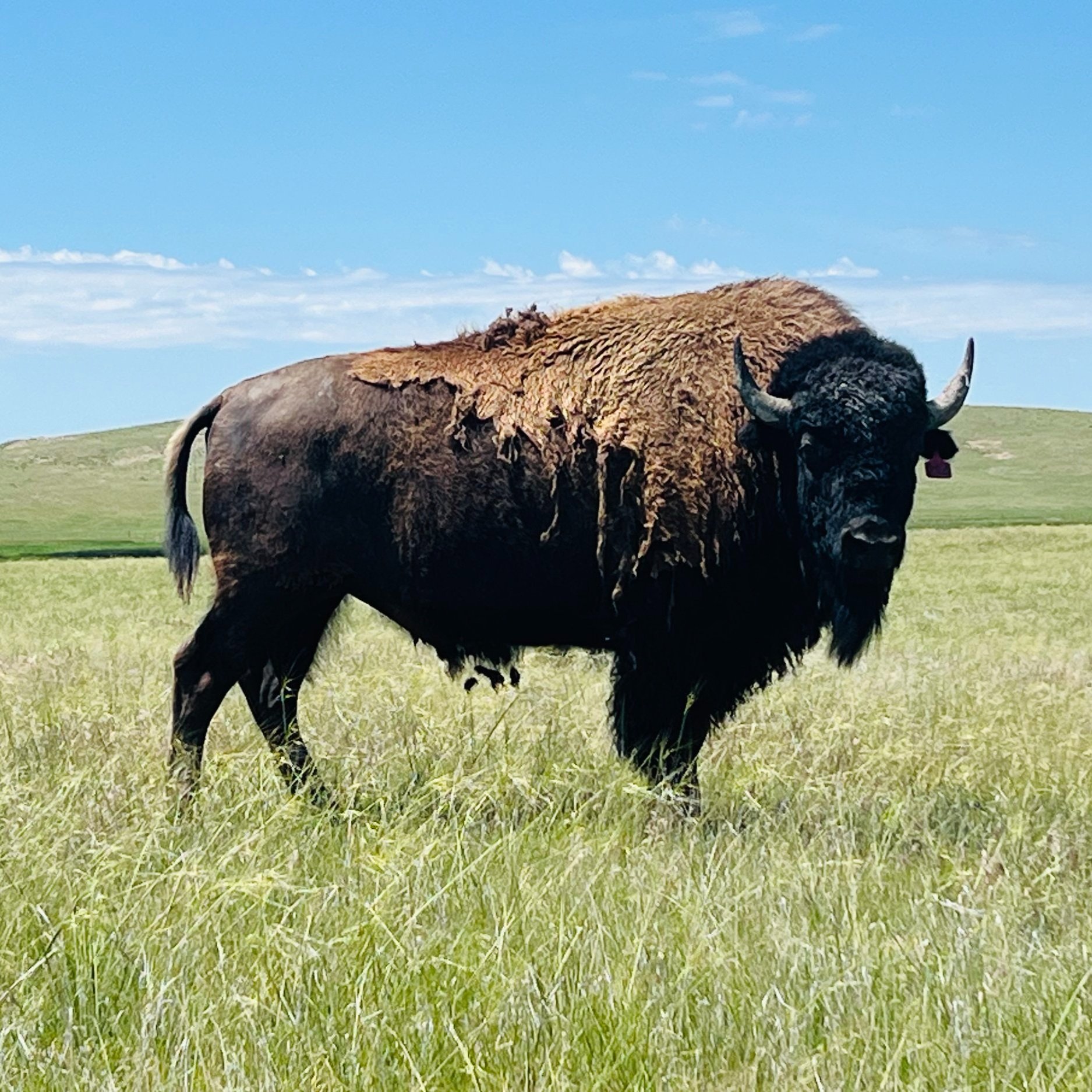 A majestic American bison standing in a grassy field under a clear blue sky, showcasing its thick fur and large horns, typical of the species' robust physique.