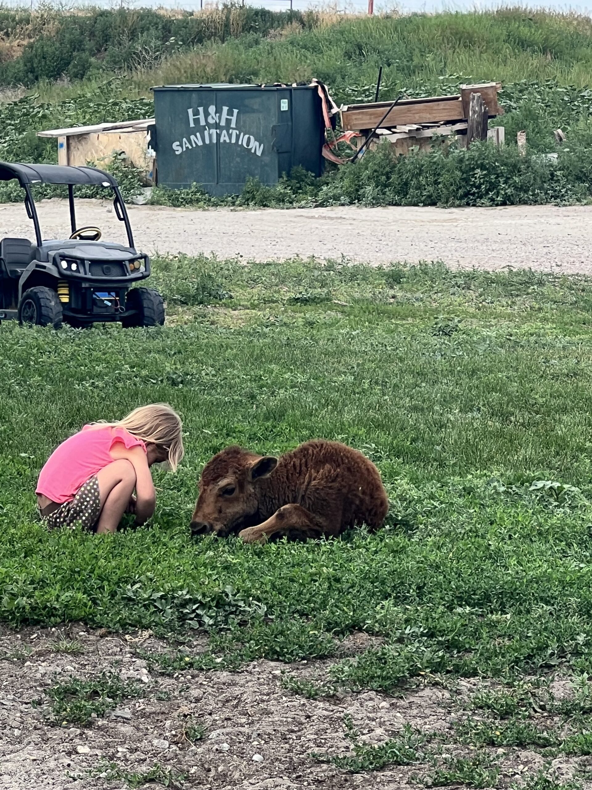 A young girl in a pink shirt sits on the grass next to a resting brown calf on a farm, with a green sanitation dumpster and a utility vehicle in the background.