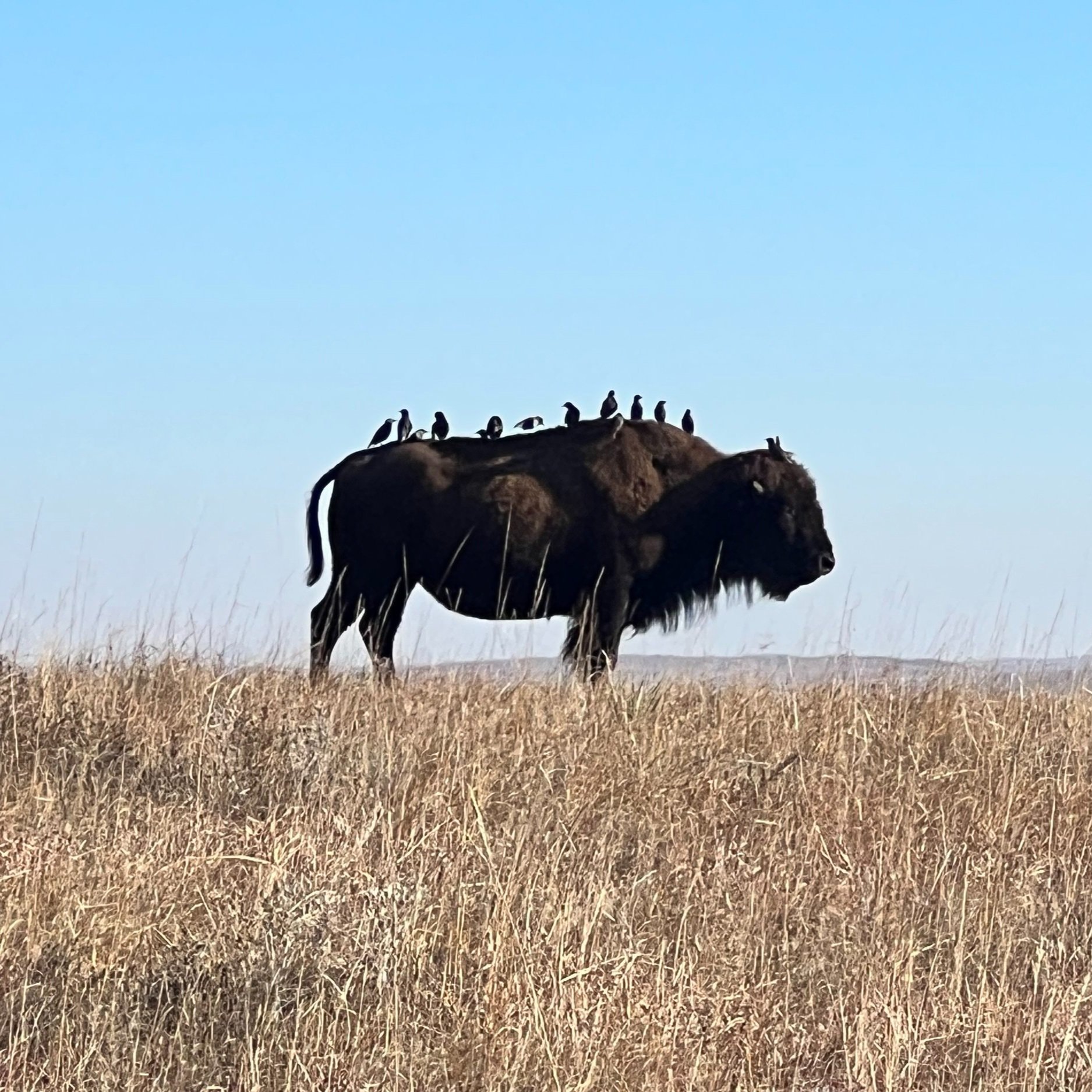 A bison standing in a grassy field with several birds perched on its back against a clear blue sky, showcasing a unique interaction between wildlife and nature.